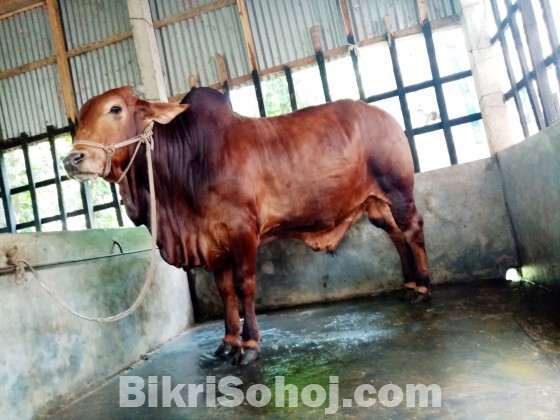 COW (ষাড় গরু)